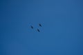 Against the blue background of the endless sky, black cormorants soar in the sky. Bottom view.