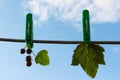 Against the blue sky, on the clothespins, hang currants and a leaf. They are torn from the bush.