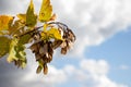 A branch of maple with seeds