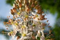 High stem Eremurus against the sky