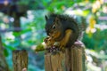 Squirrel eating pine nut