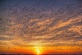 Against the canvas of a fiery sunset sky, a flock of migrating birds takes flight, their graceful forms silhouetted in Royalty Free Stock Photo