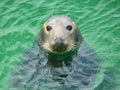 Against clear green water, a close up portrait of a harbour or common seal in the UK Royalty Free Stock Photo