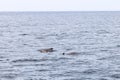 Against cool hues of the North Atlantic, a family of pilot whales near Andenes revels in Lofoten\'s open waters Royalty Free Stock Photo