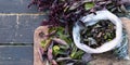 Against a dark background, the basil leaves are prepared for storing them in the freezer and storage for future use. The season