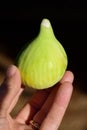 Against a dark background, a human hand holds a freshly picked green fig, from the top of which fresh milk comes out