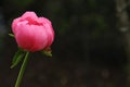 One Single Pink or Red Peony Flower Just Beginning to Open and Bloom on a Solitary Green Stem