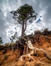 Tenacious Tree with Exposed Roots on an Eroded Hillside Royalty Free Stock Photo