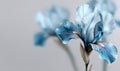 Against a flawless white background, a gorgeous blue iris bloom is delicately placed on the right side, producing a classy and Royalty Free Stock Photo