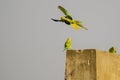 Rose Ringed Parakeet Flight Takeoff