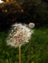 in the silence of the dandelion forest