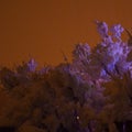 Shrubs and bushes weighed down by thick wet snow glow eerily in the light from Christmas light decorations and the light of town