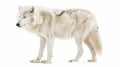 Against a white background, a polar wolf stands out. Royalty Free Stock Photo