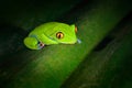 Agalychnis annae, Golden-eyed Tree Frog, green and blue frog on leave, Costa Rica. Wildlife scene from tropical jungle. Forest amp Royalty Free Stock Photo