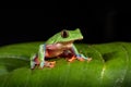 Agalychnis annae, Golden-eyed Tree Frog, green and blue frog on leave, Costa Rica. Night photography. Wildlife scene from tropical Royalty Free Stock Photo