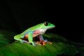 Agalychnis annae, Golden-eyed Tree Frog, green and blue frog on leave, Costa Rica. Wildlife scene from tropic jungle. Forest amphi