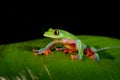 Agalychnis annae, Golden-eyed Tree Frog, green and blue frog on leave, Costa Rica. Wildlife scene from tropical jungle. Forest amp Royalty Free Stock Photo