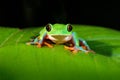 Agalychnis annae, Golden-eyed Tree Frog, green and blue frog on leave, Costa Rica. Wildlife scene from tropical jungle. Forest amp Royalty Free Stock Photo