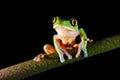 Agalychnis annae, Golden-eyed Tree Frog, green and blue frog on leave, Costa Rica. Wildlife scene from tropical jungle. Forest Royalty Free Stock Photo