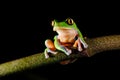 Agalychnis annae, Golden-eyed Tree Frog, green and blue frog on leave, Costa Rica. Wildlife scene from tropical jungle. Forest Royalty Free Stock Photo