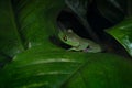 Agalychnis annae, Golden-eyed Tree Frog, green and blue frog on leave, Costa Rica. Wildlife scene from tropical jungle. Forest Royalty Free Stock Photo