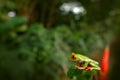 Agalychnis callidryas, Red-eyed Tree Frog, animal with big red eyes, in nature habitat, Costa Rica. Beautiful frog in tropic fores