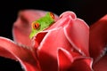 Agalychnis callidryas, Red-eyed Tree Frog, animal with big red eyes, in nature habitat, Costa Rica. Beautiful amphibian in the nig