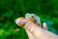 Agalychnis callidryas The Red-eyed Treefrog is sitting on gloved hands.