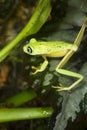 Lemur leaf frog (Agalychnis [Hylomantis] lemur) Royalty Free Stock Photo