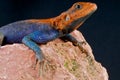 Agama Royalty Free Stock Photo