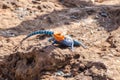 Agama agama or common red-headed rock lizzard Royalty Free Stock Photo