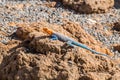 Agama agama or common red-headed rock lizzard Royalty Free Stock Photo