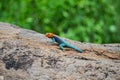 Agama agama Linnaeus - African lizard basking on a stone in the Tsavo East, Kenya Royalty Free Stock Photo