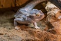 Agama australian - Pogona vitticeps - another name Agama bearded lizard in a terrarium Royalty Free Stock Photo