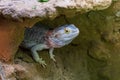 Agama australian - Pogona vitticeps - another name Agama bearded lizard in a terrarium Royalty Free Stock Photo