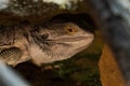 Agama australian - Pogona vitticeps - another name Agama bearded lizard in a terrarium Royalty Free Stock Photo