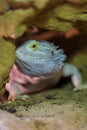 Agama australian - Pogona vitticeps - another name Agama bearded lizard in a terrarium Royalty Free Stock Photo