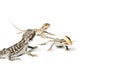 Agama. Baby Bearded Dragons and worm on white background. Royalty Free Stock Photo