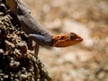 Agama Royalty Free Stock Photo