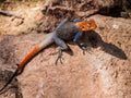 Agama Royalty Free Stock Photo