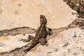 Agama - fast, obsalyutno harmless lizard Royalty Free Stock Photo