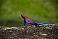 Agama lizard Royalty Free Stock Photo