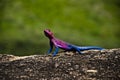 Agama lizard