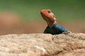 Agama Lizard