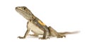 Agama lizard Royalty Free Stock Photo