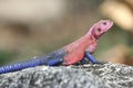 Agama lizard Royalty Free Stock Photo