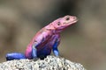 Agama lizard