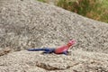 Agama Lizard Basking Royalty Free Stock Photo