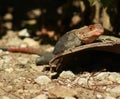 Agama lizard basking in Everglades, Florida Royalty Free Stock Photo