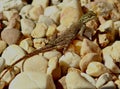 Agama Lizard basking in the sun on rocks in coastal Florida. Royalty Free Stock Photo